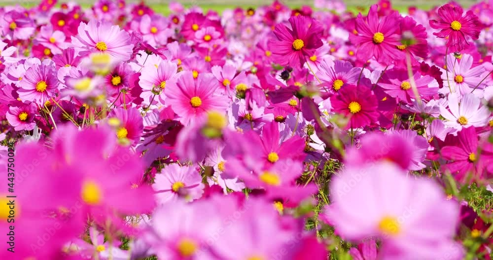 Panning Video of Cosmos Field in Full Bloom Panning Video of Cosmos Field in Full Bloom