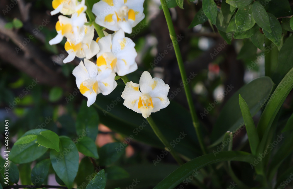 Obraz premium Small white orchids for Natural concept. One of the flower plants of Thailand.