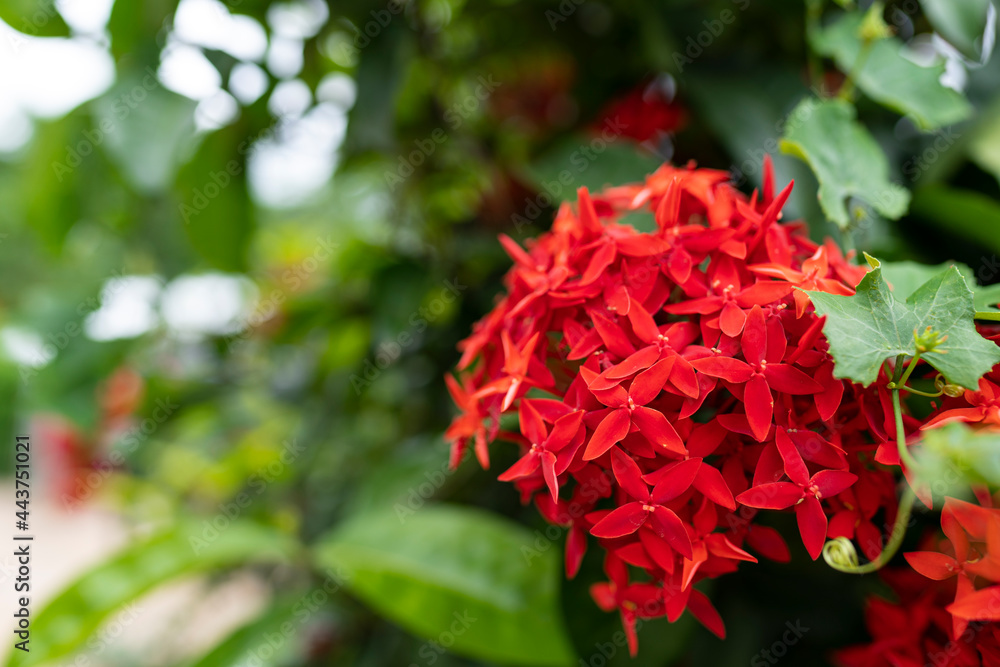 Beautiful Red spike flower or Ixora coccinea flower in the garden with natural background. Beautiful Red spike flower or Ixora coccinea flower in the garden with natural background.
