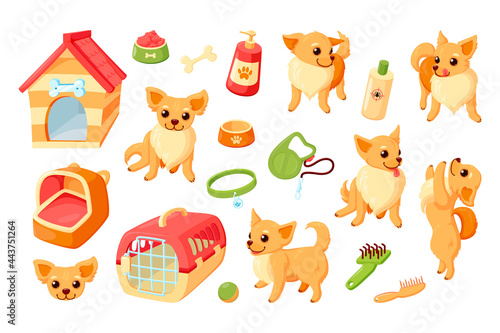 Fototapeta Naklejka Na Ścianę i Meble -  Chihuahua dog with kennel, carrier, toys and grooming stuff. Chihuahua puppy with pet accessories. Vector illustration in cute cartoon style