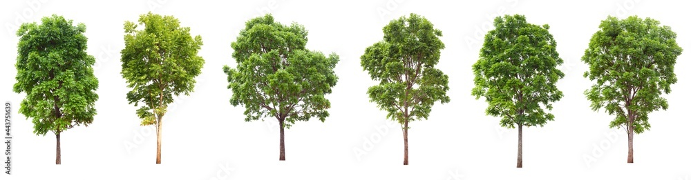 Collection set of mature big tropical mahogany tree from the forest isolated on white background for design