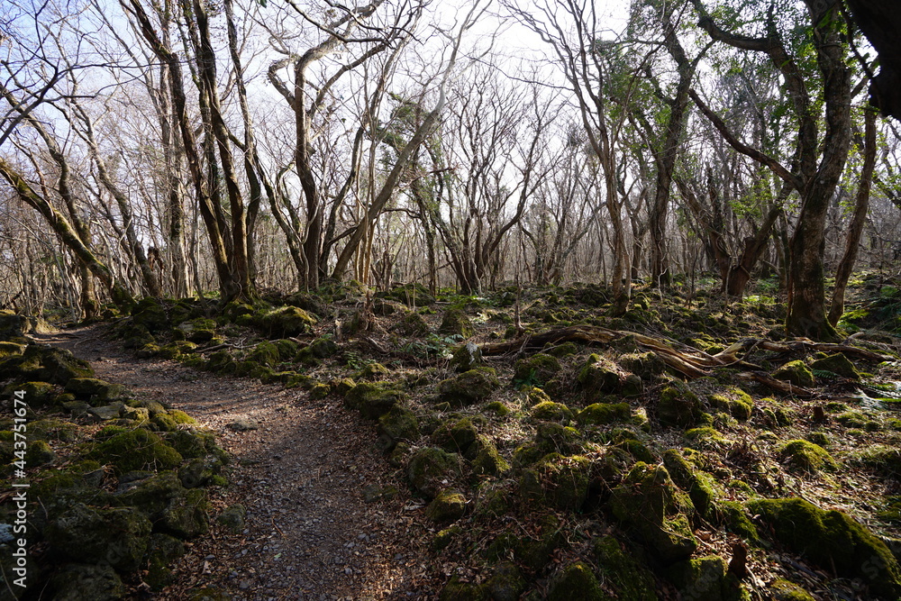 a lonely autumn forest with bare trees a lonely autumn forest with bare trees
