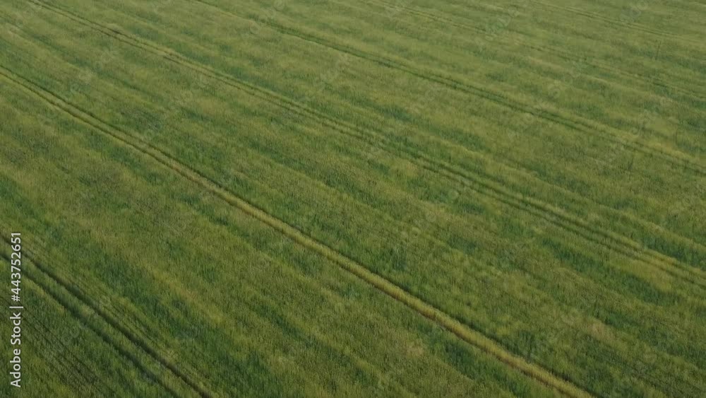 Field of unripe wheat from a height Field of unripe wheat from a height