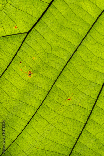 Green leaves background. Leaf texture