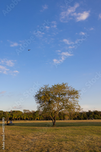 natureza dentro do parque Villa Lobos em São Paulo. 