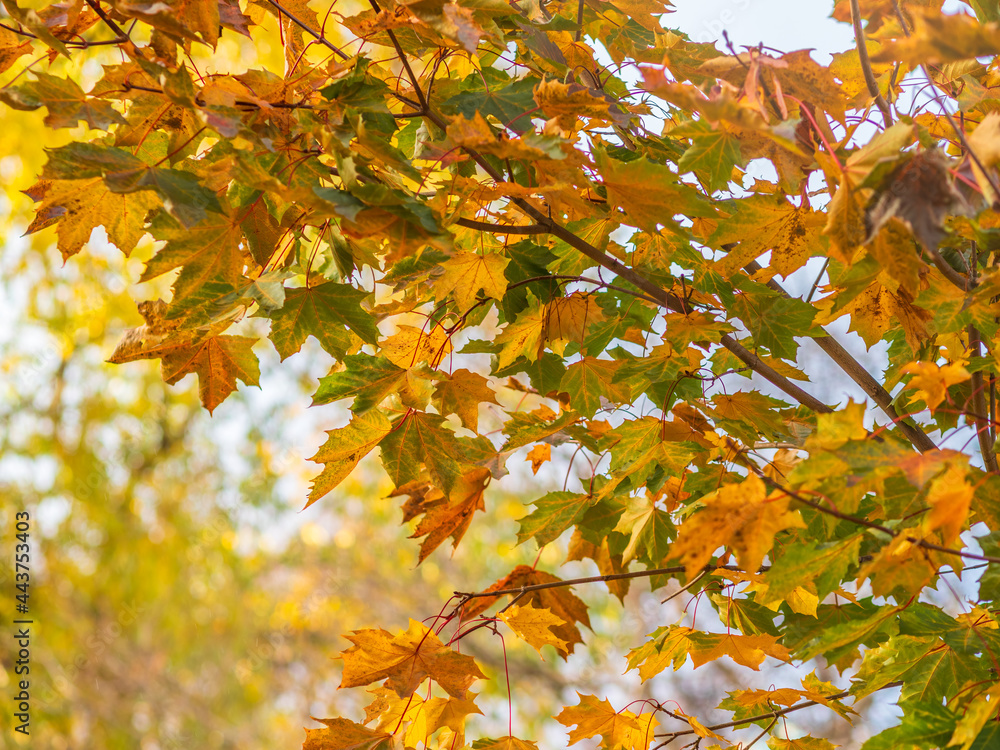 Maple branches with yellow leaves in autumn, in the light of sunset. Maple branches with yellow leaves in autumn, in the light of sunset.