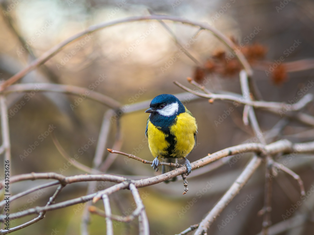 Cute bird Great tit, songbird sitting on a branch without leaves in the autumn or winter. Cute bird Great tit, songbird sitting on a branch without leaves in the autumn or winter.