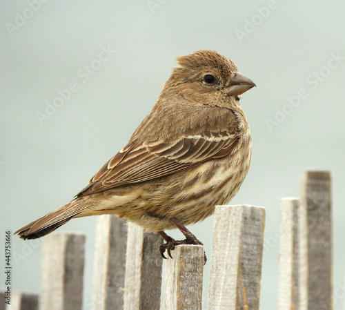 close up of a female house finch perched on a wooden fence in rehoboth beach, delaware 