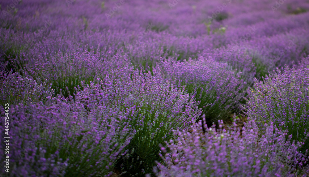 purple lavender flowers - Sunset over a summer lavender field .