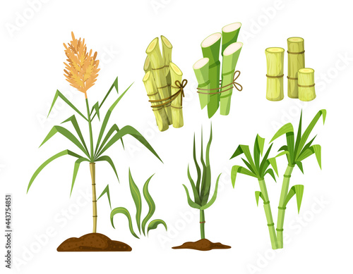 Fresh cane sugar with stem and leaf plants set. Sugarcane plants, cane sugar lumps, bamboo. Natural organic alcohol industry food cartoon