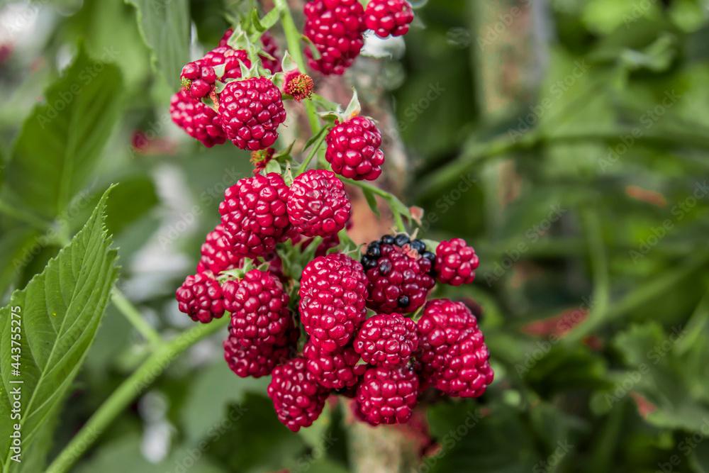 Self-growing blackberries in nature Self-growing blackberries in nature