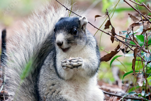 Southern Fox Squirrel standing on ground eating mushroom