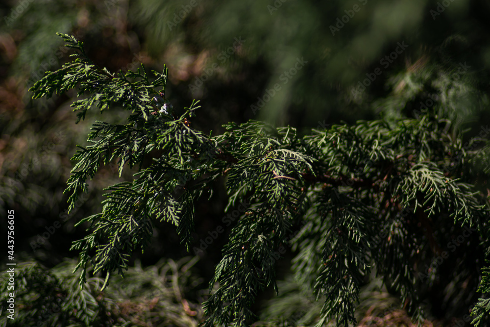 green mountain pine tree branch with leaves green mountain pine tree branch with leaves