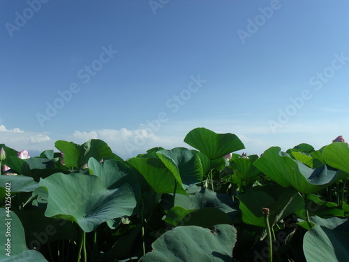 Green leaves