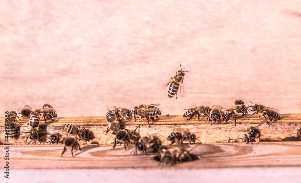Obraz premium Breeding of bees, raising of queen bees. Honey production.