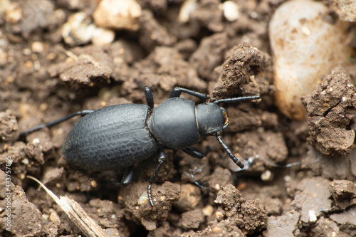 Dorsal view of Darkling beetle, Tenebrionidae species Satara Maharashtra India photo