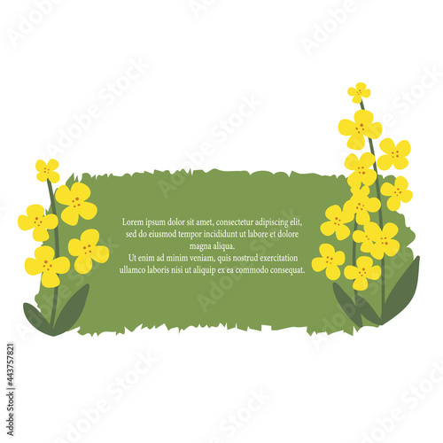 Canola rapeseed. Yellow flower hand-drawn on a white isolated background. Decorative botanical element with space for text. Vector illustration plants. Template for postcards, banners.