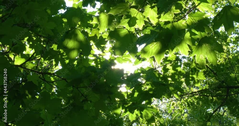 Looking up to sun shining through bright green tree leaves in forest Looking up to sun shining through bright green tree leaves in forest