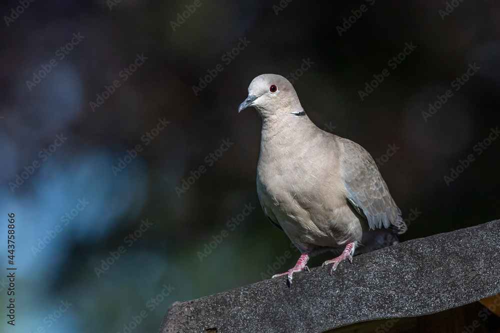Türkentaube (Streptopelia decaocto) Türkentaube (Streptopelia decaocto)