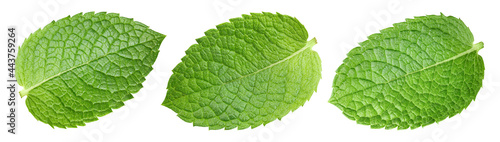 Mint collection clipping path. Organic fresh mint leaves isolated on white. Full depth of field