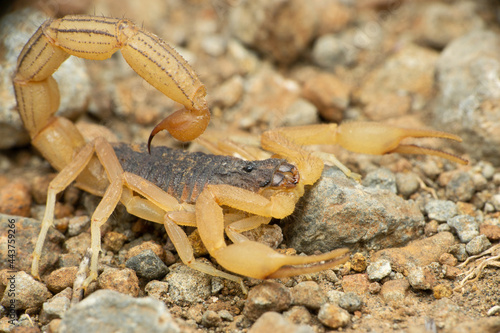 Fully Grown Indian Red scorpion, Hottentotta tamulus, Satara Maharashtra India
