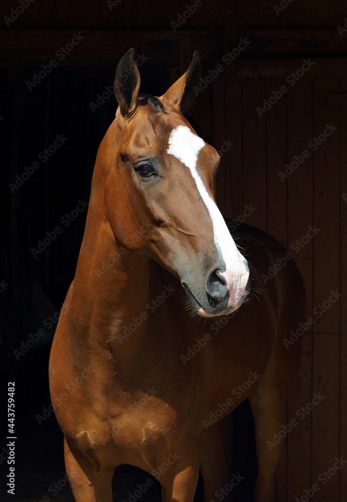 Obraz premium Young aristocratic bay stallion of Akhal Teke horse breed from Turkmenistan, in dark stable 
