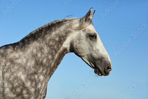 Grey andalusian horse portrait on blue sky background © horsemen