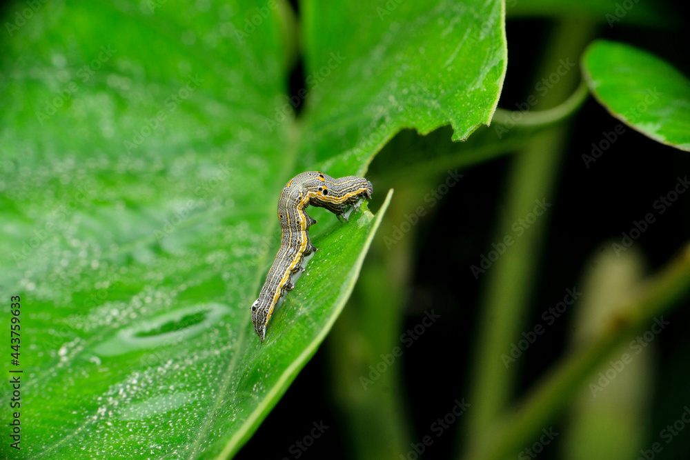 Moth Caterpillar, Cucullia, Satara, Maharashtra india Moth Caterpillar, Cucullia, Satara, Maharashtra india