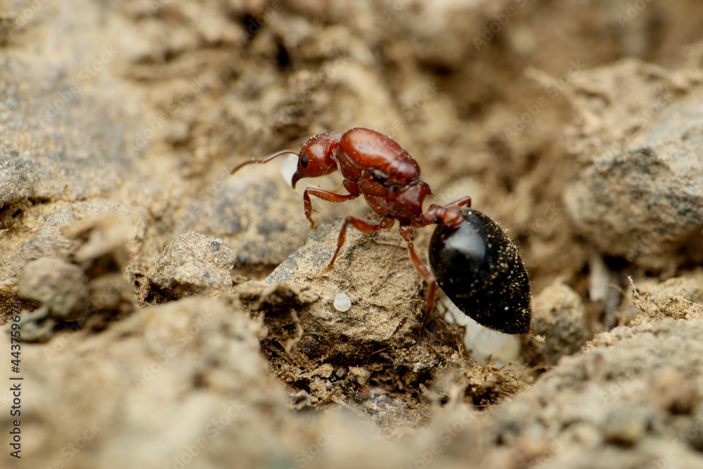 Queen Carpenter Ant, Camponotus Sayi, Satara Maharashtra India
