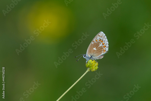 Oriental Brown-eyed butterfly, Plebejus carmon