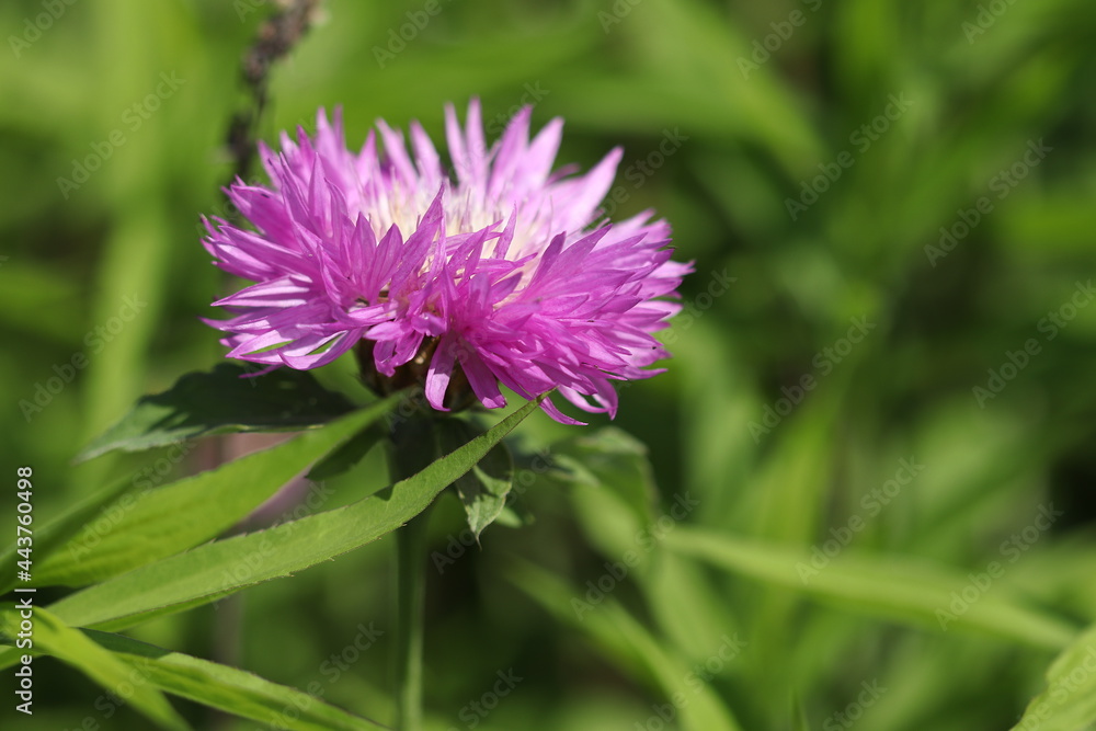 Beautiful purple flowers growing in the forest. Beautiful purple flowers growing in the forest.