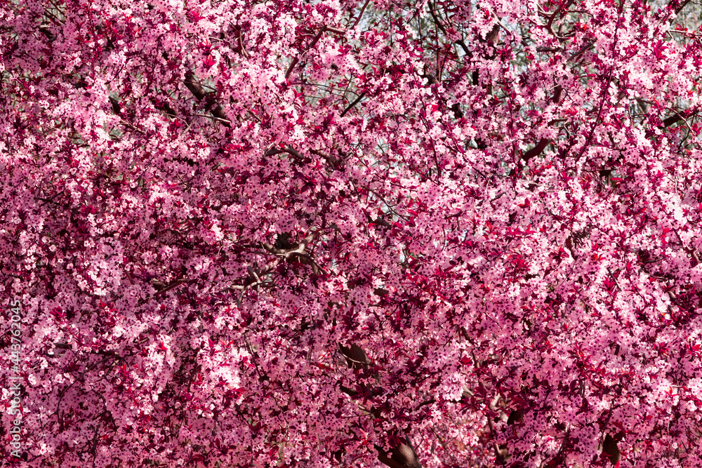 Fototapeta premium Almond tree in bloom. Spring pink flower. Background.
