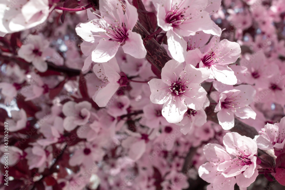 Spring pink flower. Almond tree in bloom. Spring pink flower. Almond tree in bloom.