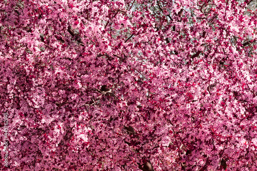 Almond tree in bloom. Spring pink flower. Background.