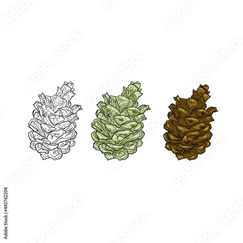 Illustration vector of a Christmas tree cone isolated on a white background. Natural cedar cone for printing on clothes, logo, emblem, print, blank for designers
