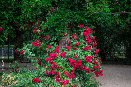 Fototapeta Naklejka Na Ścianę i Meble -  tajemniczy ogród, przejście, czerwone róże, ogród, przyroda, kwiaty oplatające mur , park 