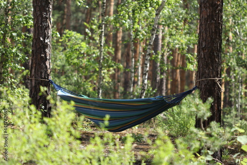 It is good to relax in the forest in a hammock. Camping in a hammock. 