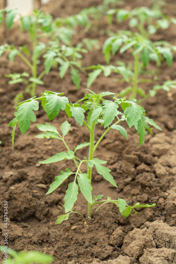 Young tomato bushes grow in a greenhouse in springtime Young tomato bushes grow in a greenhouse in springtime