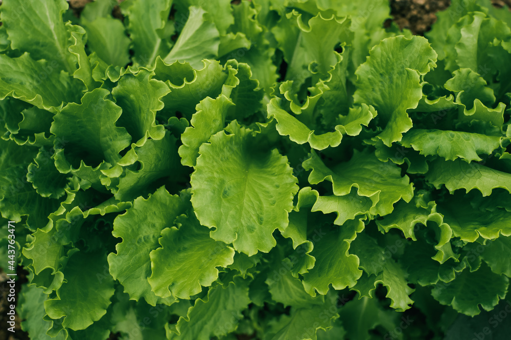 Green lettuce leaves in the garden, top view Green lettuce leaves in the garden, top view