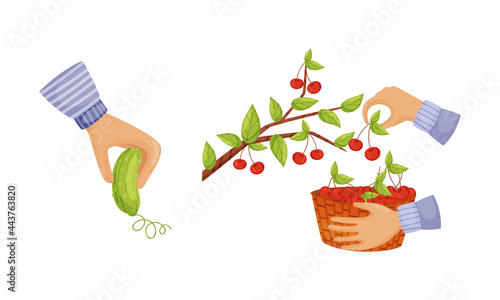 Hands Holding Ripe and Juicy Agricultural Crops Vector Set