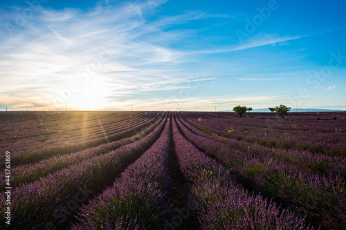 Beautiful flowers lines of lavender purple field with sun in background - travel amazing places