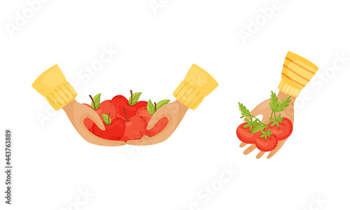Hands Holding Ripe and Juicy Agricultural Crops Vector Set