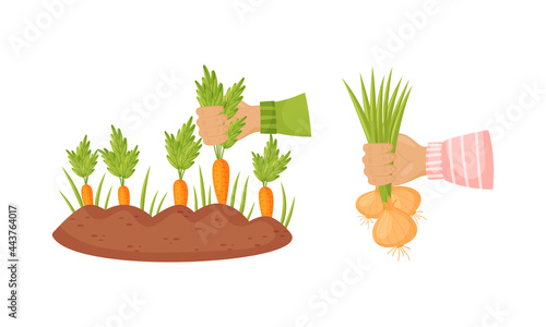 Hands Holding Ripe and Juicy Agricultural Crops Vector Set