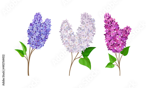 Fototapeta Naklejka Na Ścianę i Meble -  Lilac or Syringa Flowers with Showy Aromatic Blossom on Stem Vector Set
