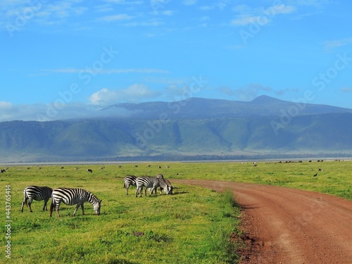 zebras grazing by the dirt road on a sunny day on safari with a mountain backdrop in ngorongoro crater, tanzania,  africa photo