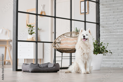 Cute Samoyed dog in living room