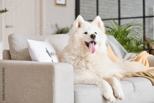 Cute Samoyed dog lying on s...
