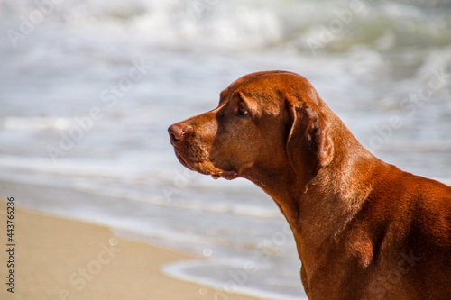 dog on the beach close view