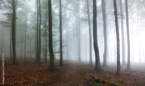 Forest with mist  Foggy woods. Nature landscape