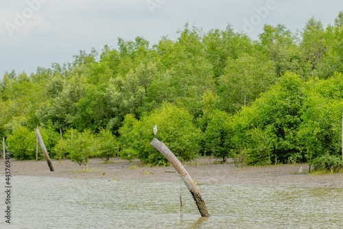 Bang pakong mangrove forest chachoengsao photo